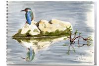 Alcedo atthis