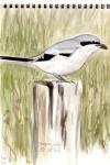 Lanius excubitor