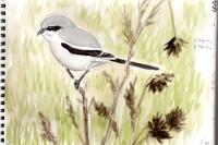 Lanius excubitor