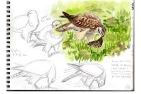 Buteo buteo