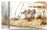 Tringa totanus