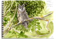 Asio otus