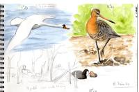 Limosa limosa