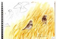 Emberiza calandra