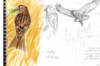 Emberiza calandra