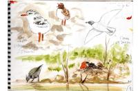 Calidris pugnax