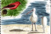 Platalea leucorodia