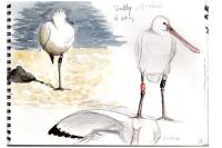 Platalea leucorodia