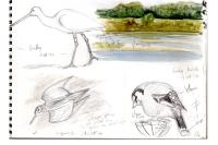Platalea leucorodia