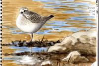 Pluvialis squatarola