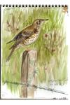 Turdus viscivorus