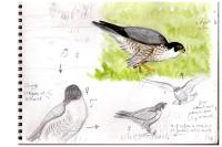 Falco peregrinus