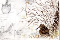 Scolopax rusticola
