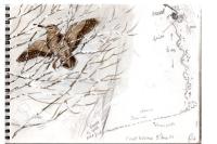 Scolopax rusticola
