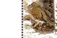 Turdus philomelos