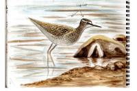Tringa glareola