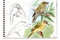 Phylloscopus trochilus