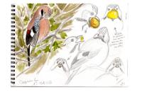 Garrulus glandarius