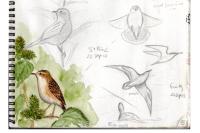 Cisticola juncidis