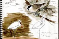 Platalea leucorodia
