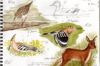 Calidris temminckii