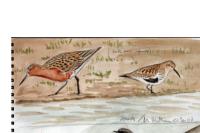 Calidris canutus