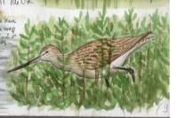 Limosa lapponica