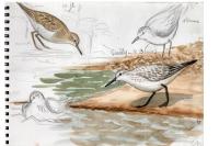 Calidris alba