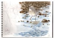 Anthus spinoletta