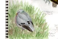 Columba oenas