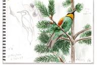 Merops apiaster