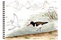 Haematopus ostralegus