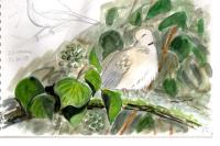 Streptopelia decaocto