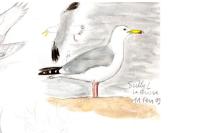 Larus cachinnans