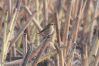 Saxicola rubetra
