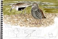 Calidris alpina