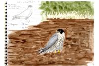 Falco peregrinus