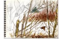 Scolopax rusticola