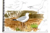 Larus cachinnans