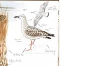 Larus cachinnans