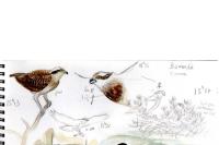 Pandion haliaetus