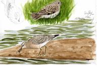 Calidris canutus