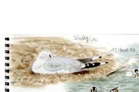 Larus canus