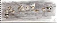 Calidris pugnax