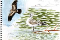 Ichthyaetus melanocephalus