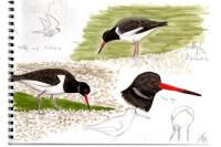 Haematopus ostralegus