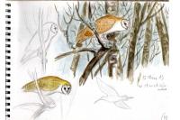 Tyto alba