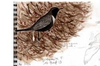 Turdus torquatus
