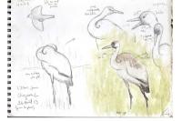 Grus grus