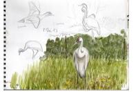 Grus grus